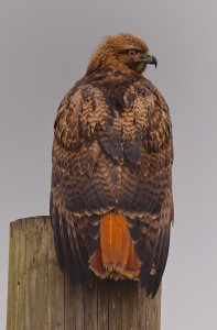Red-tailed hawks are among the migratory birds that have been killed under the federal “depredation permit” program. (Photo: Tom Knudson/Reveal)