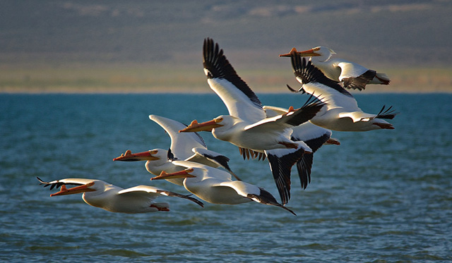 Most of the birds killed under the federal “depredation permit” program, including white pelicans, have stable populations and aren’t in any biological danger. (Photo: Tom Knudson/Reveal)