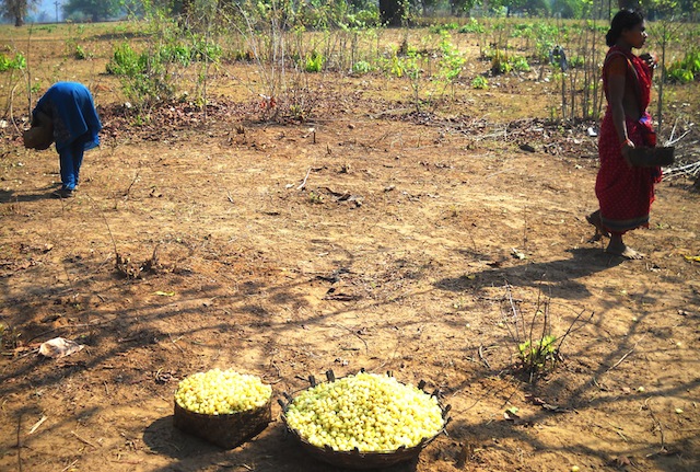 The highly valued mahua flowers are collected, dried and made into liquor. Its seeds yield oil that can be used for cooking. Among some tribal groups mahua paste is used medicinally to facilitate childbirth. (Photo: Manipadma Jena/IPS)