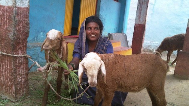 BhagyaAmma, a Madiga Dalit woman and former 'devadasi' (temple slave), has found economic self-reliance by rearing goats in the Nagenhalli village in the Southwest Indian state of Karnataka. (Photo: Stella Paul/IPS)