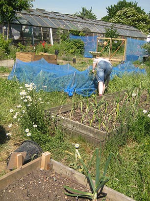 Eco-villagers make a derelict junkyard useful again by maintaining vegetable gardens and chickens on it, opening it to the public, and holding free classes and events. (Photo: Cristina Brooks)