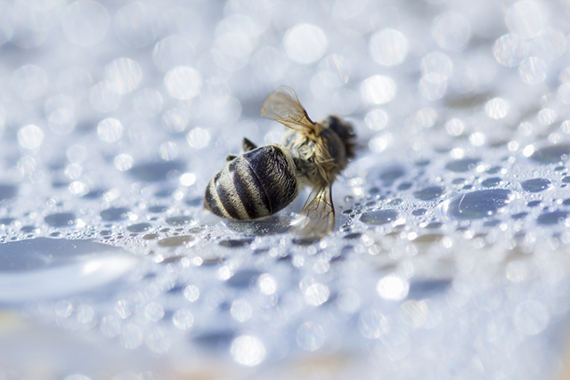 (Photo: Dead Bee via Shutterstock)
