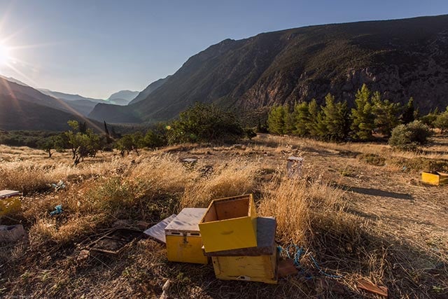 Abandoned hives lay in the grass near an ancient trail that connected the port of ancient Kirra with the Oracle of Delphi.