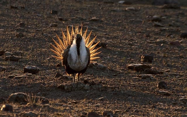 A male sage grouse in Owyhee, Idaho. Large oil companies and their industry groups have repeatedly lobbied members of Congress to prevent the placement of certain threatened species on the endangered list, including the sage grouse - which exist in areas they want to drill.