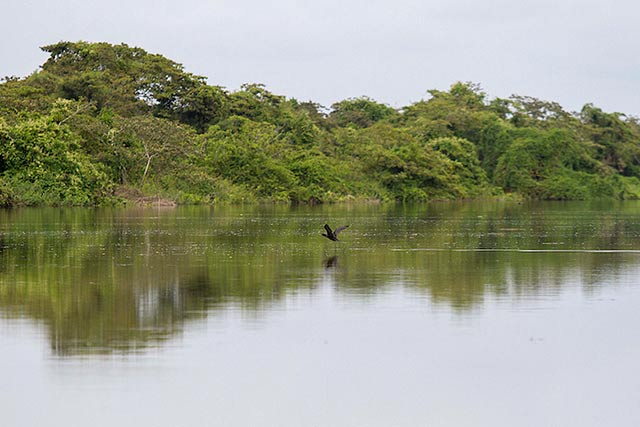 The La Pasión River, a month after the mass fish die-off. (Photo by CONRED Guatemala)