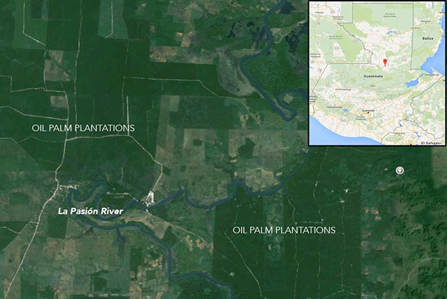 Google Earth image showing locations of oil palm plantations along the La Pasión River in Guatemala. (Background image courtesy of Google Earth)