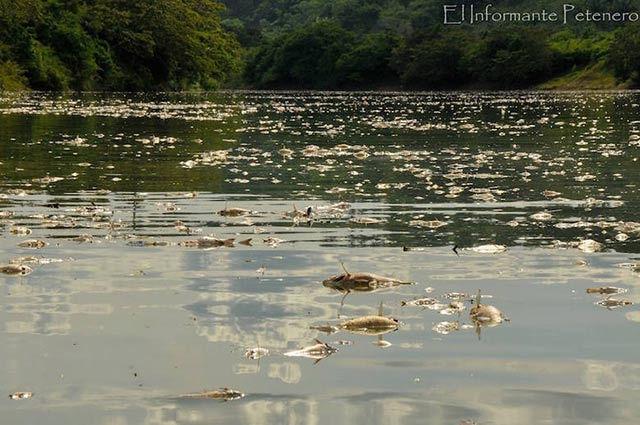 An estimated 100 miles of the La Pasión River were affected by the mass fish die-off, out of its total 200 miles. (Photo courtesy of El Informante Petenero)