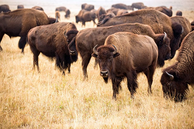 The Blackfeet Tribe's Bison Reserve in Browning, Montana. (Photo: Rebecca Drobis / Earthjustice)