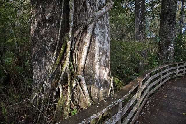 Corkscrew Swamp Sanctuary, near the Collier-Hogan well, is home to the last remaining old growth cypress trees in the world. (Photo: ©2015 Julie Dermansky) 