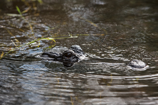 Alligator in the Everglades. (Photo: Julie Dermansky)