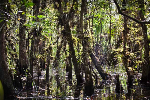 Swamp along Turner River in the Big Cypress National Preserve. (Photo: Julie Dermansky)