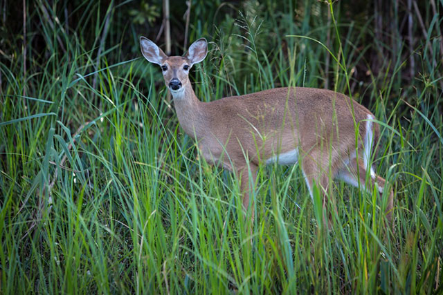 Deer on the side of U.S. Route 41. (Photo: Julie Dermansky)