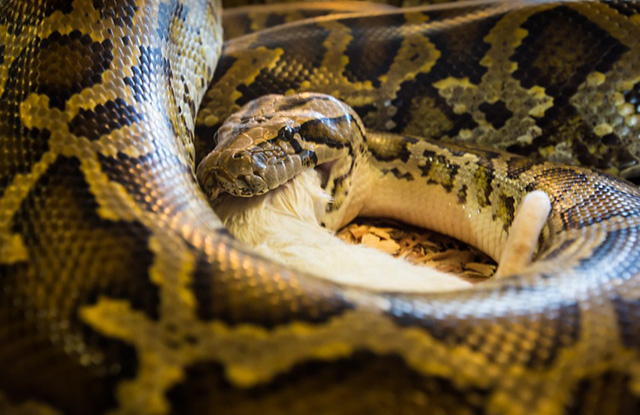 Python captured in the Everglades, at the Skunk Ape Nature Reserve & Research Center in Ochopee on U.S. Route 41. (Photo: Julie Dermansky)