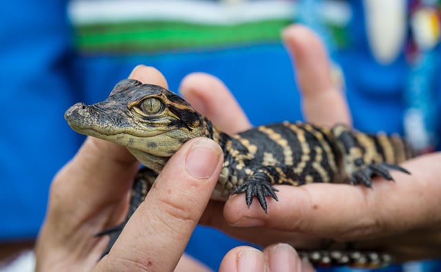 Baby alligator at the Skunk Ape Nature Reserve & Research Center in Ochopee on U.S. Route 41. (Photo: Julie Dermansky)