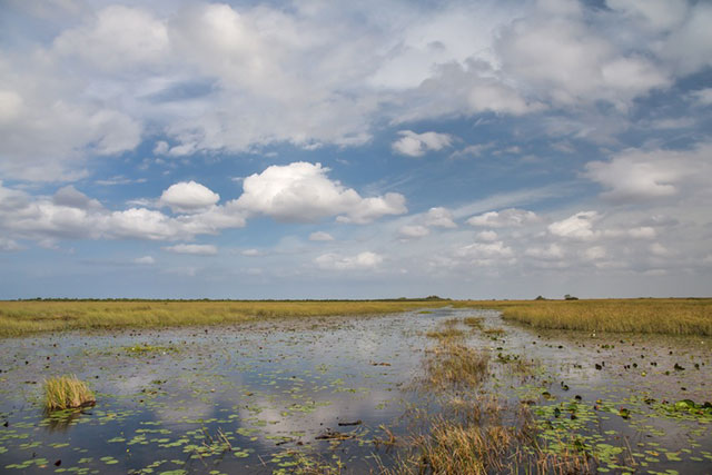 The Everglades. (Photo: Julie Dermansky)