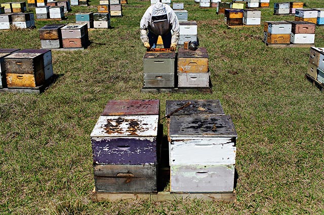 Bee boxes in Umatilla, Florida. (Photo: Melissa Lyttle for Earthjustice)