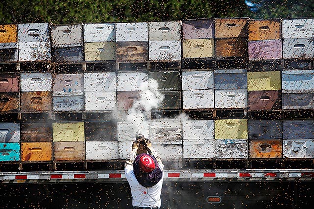 A beekeeper pumps smoke around the hives which have been loaded onto a truck for transport. (Photo: Melissa Lyttle for Earthjustice)