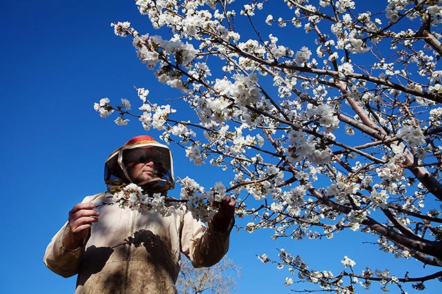 Anderson works with his bees during the California spring bloom. (Photo: Chris Jordan-Bloch / Earthjustice)