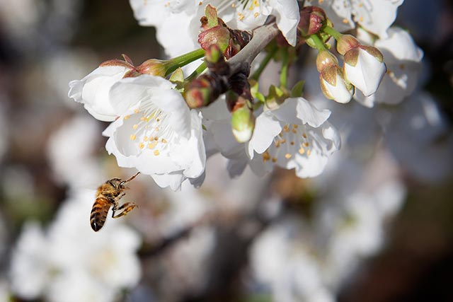 A honey bee alights on a cherry blossom in Stockton, California. (Photo: Chris Jordan-Bloch / Earthjustice)