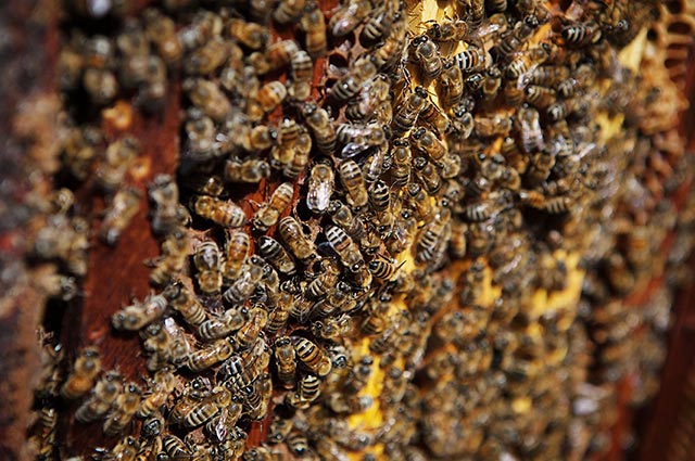 A healthy hive, filled with worker bees. (Photo: Chris Jordan-Bloch / Earthjustice)