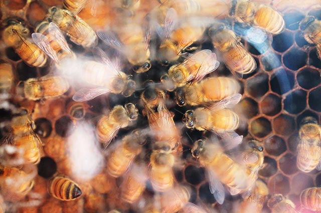Bees in Umatilla, Florida. (Photo: Melissa Lyttle for Earthjustice)