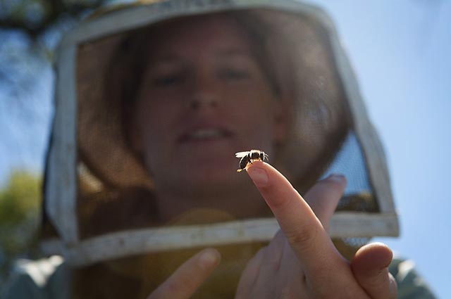 Alyssa Anderson, daughter of the Jeff Anderson, the beekeeper in California, holds a baby bee. (Photo: Chris Jordan-Bloch / Earthjustice)