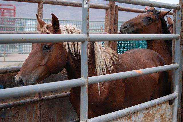 A wild horse that has just been captured in a BLM round-up. The majority of captured equines remain stuck for years, if not for the rest of their lives, in cramped holding facilities that are quickly running out of space.