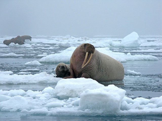  The habitat of the Pacific walrus is rapidly changing as sea ice declines due to climate change. Sea ice gives walruses a place to rest between feedings. (Photo: Sarah Sonsthagen, USGS)