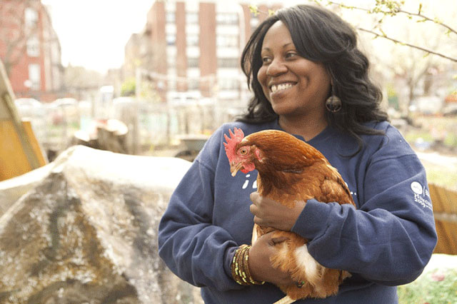 Yonnette Fleming holds a Rhode Island Red hen at the Hattie Carthan Community Garden. (Photo: Quincy Ledbetter)