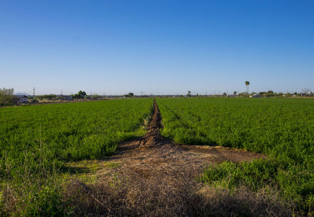 Traditionally, Pima and Maricopa tribal members grew lima beans, squash, corn, and other vegetables. Today, about 12,000 acres of their reservation are used for industrial farming. (Photo: Tristan Ahtone / YES!)