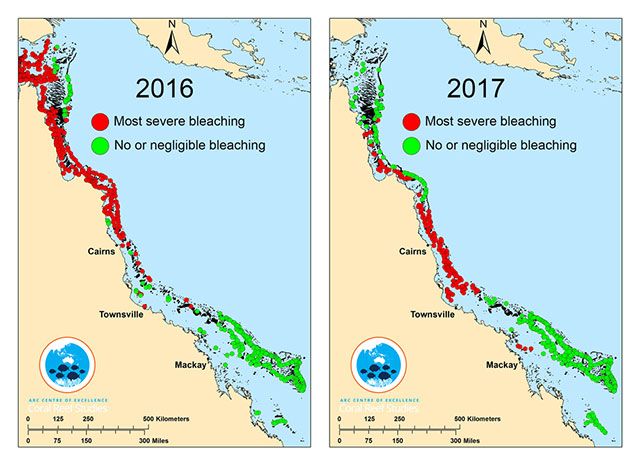 According to Dean Miller, this year's Great Barrier Reef coral bleaching event has taken scientists 