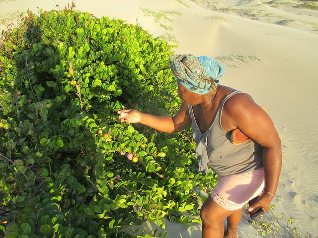 Aurelia Arzú inspects a cocoplum bush planted by local Garifuna women, selecting the ripest fruit to eat. (Photo: Sandra Cuffe)