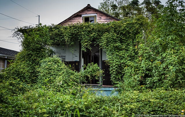 A home damaged by Katrina’s floodwaters in New Orleans' Lower Ninth Ward now overtaken by vines. (Photo: Julie Dermansky)