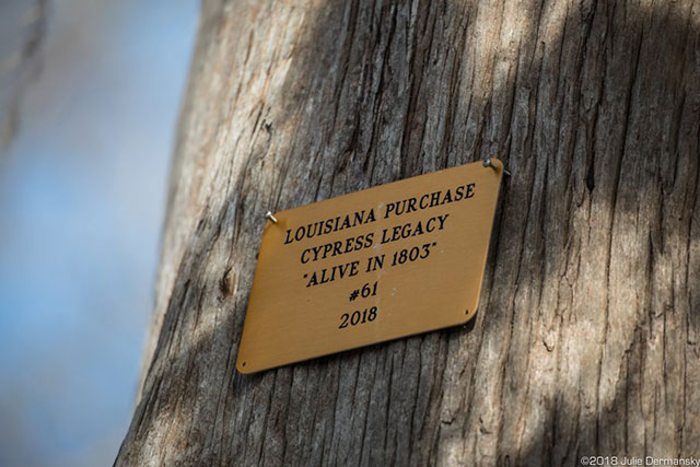 Cypress tree with a legacy marker in the Atchafalaya Basin.