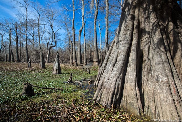 Cypress tree in the Atchafalaya Basin that is slated to be cut down along the Bayou Bridge pipeline’s proposed route.