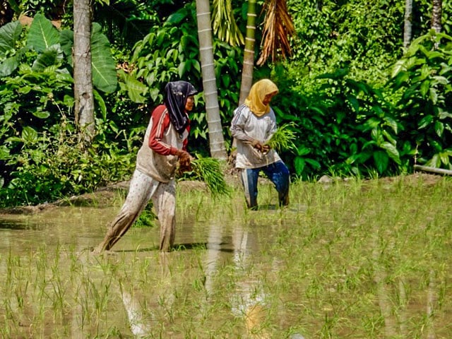 Indigenous and Rural Women Conserve Mother Earth and Empower Their Communities 