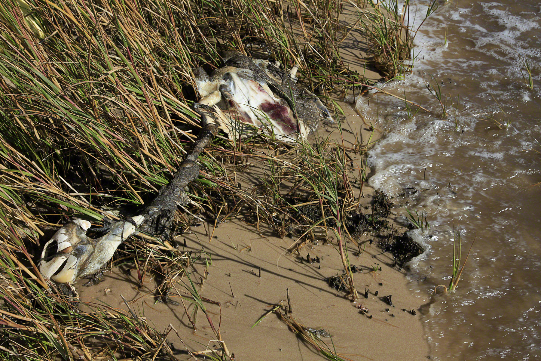Dead sea turtle, Blood Beach, Ocean Springs, Mississippi.