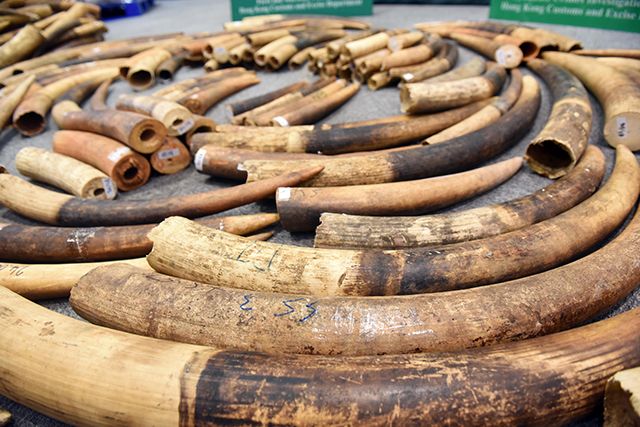Over 7,200 kilograms of elephant ivory tusks seized by Hong Kong Customs are displayed at a news conference at the Kwai Chung Customhouse Cargo Examination Compound on July 6, 2017, in Hong Kong.