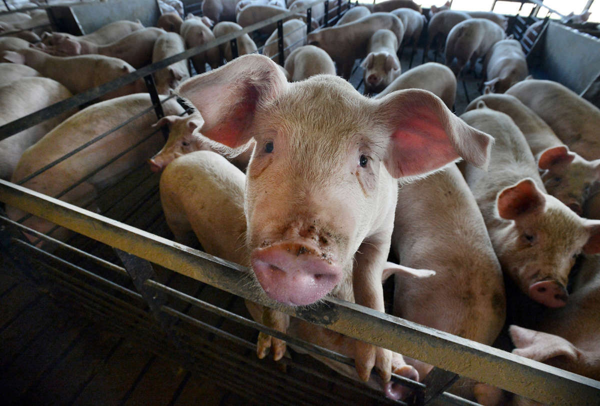 A curious pig looks at visitors to the barn on one of the Silky Pork farms in Duplin County in a 2014 file image. Air pollution from Duplin County farms is linked to roughly 98 premature deaths per year, according to a new study published in the Proceedings of the National Academy of Sciences.
