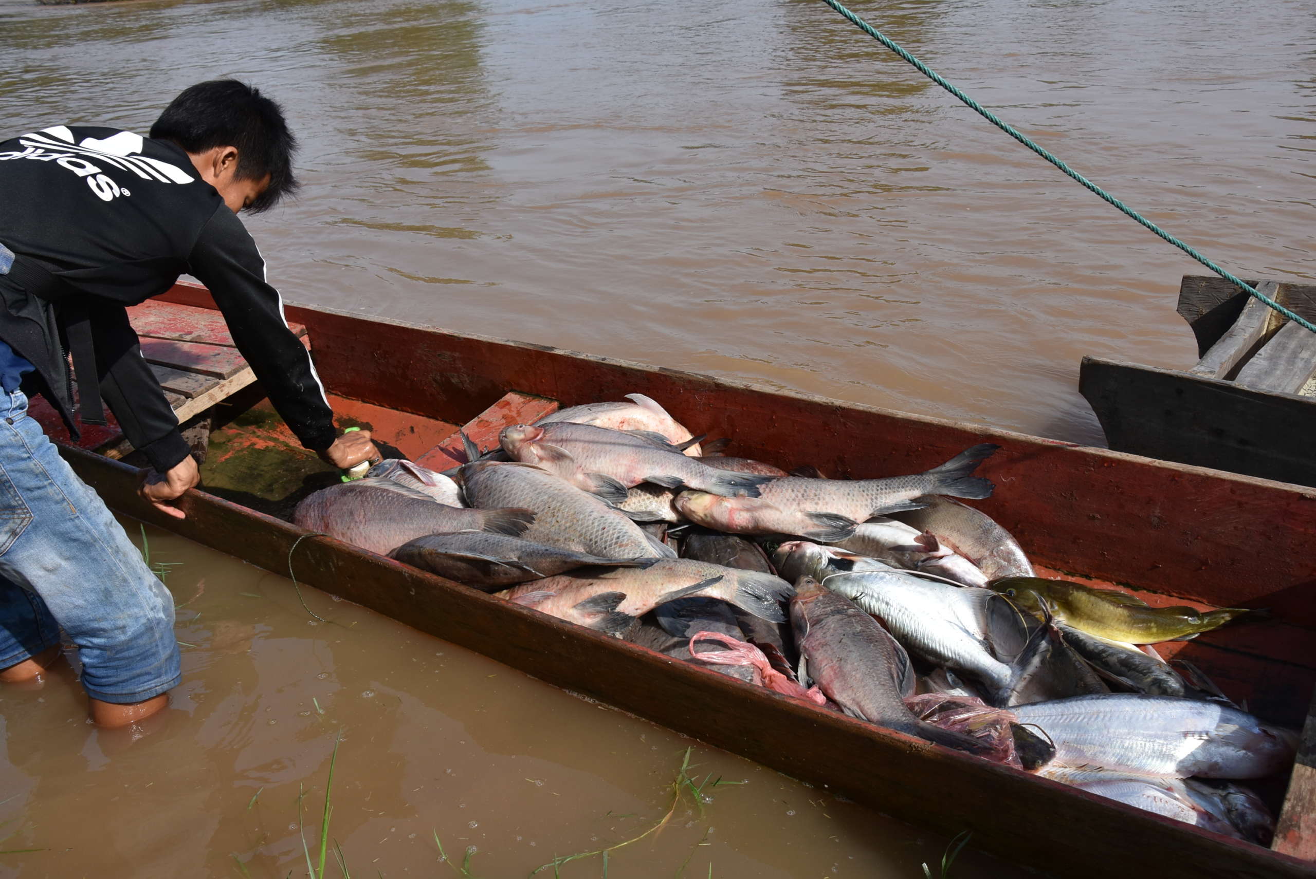 Fish catch at the Siphandone on the Mekong River, before completion of the Don Sahong Dam.