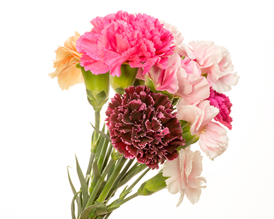 (Photo: Mothers Day carnations via Shutterstock)