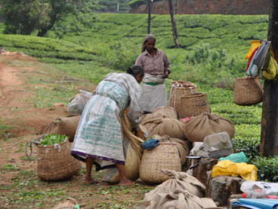 Tea pickers tie up sacks of fresh tea leaves in Kerala, India.