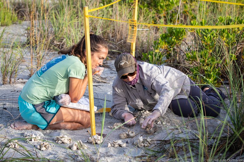 Kelly Sloan and Audrey Albrecht counting sea turtle eggs three days after hatchlings made their way to the Gulf of Mexico.
