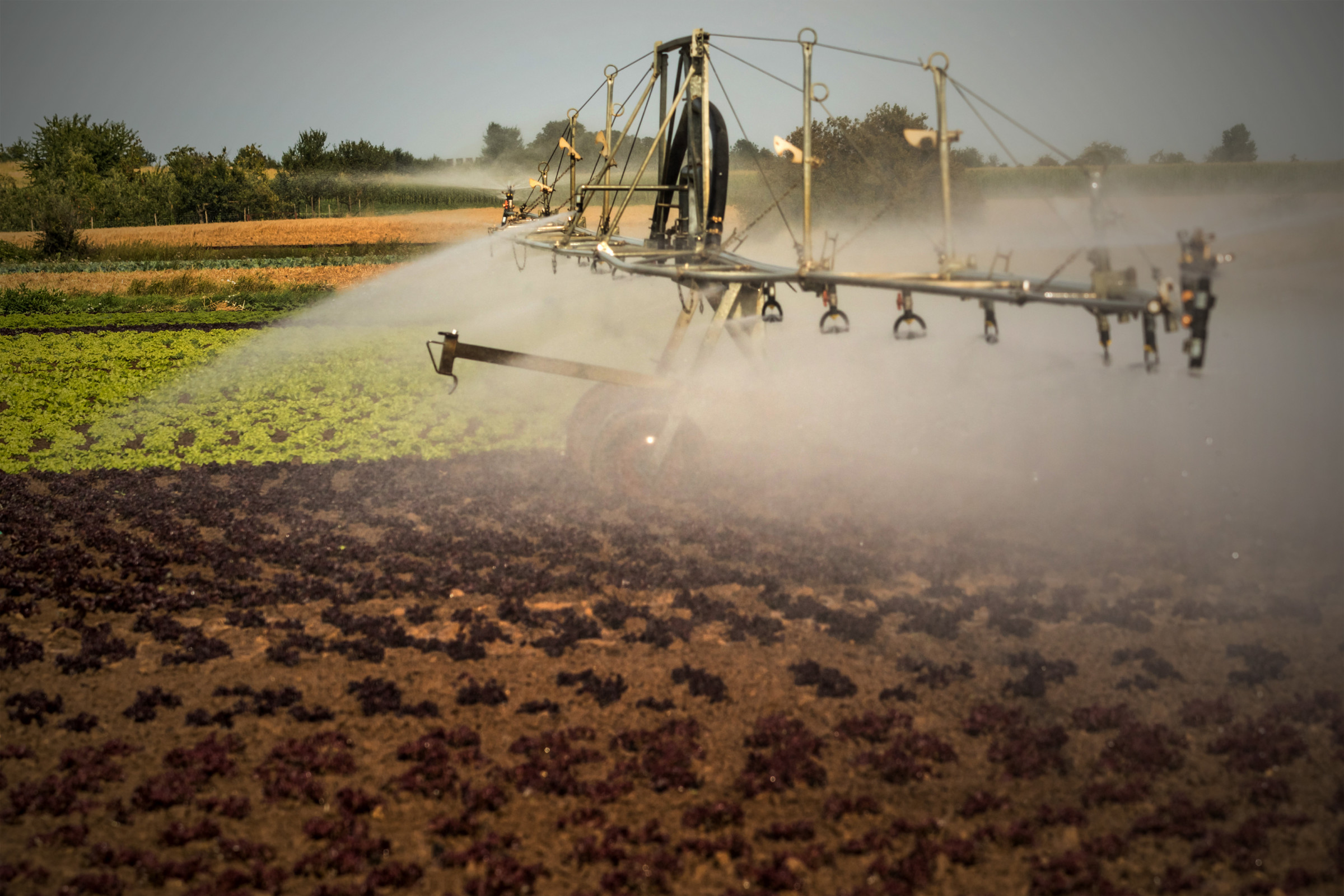 Trump Allows GMO Crops and Harmful Pesticides in Wildlife Refuges