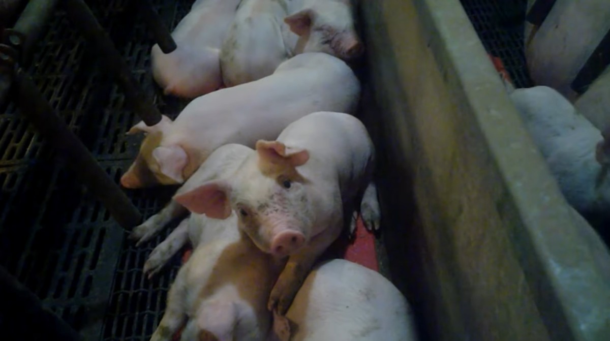 Screenshot of a video by a Mercy for Animals (MFA) investigator at Tosh Farms, a JBS pork supplier based in Franklin, Kentucky.