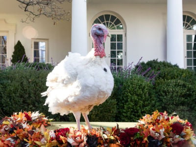 One of the two pardon candidate turkeys, Peas, stands in the Rose Garden at the White House prior to a turkey pardoning event on November 20, 2018, in Washington, DC.