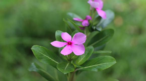 Dried leaves from the Madagascar periwinkle leaves are the source of the cancer-fighting drug vinblastine.