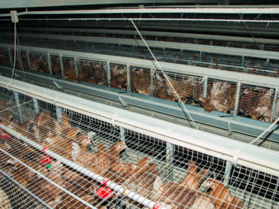 Chickens sit in cages, packed tightly together.