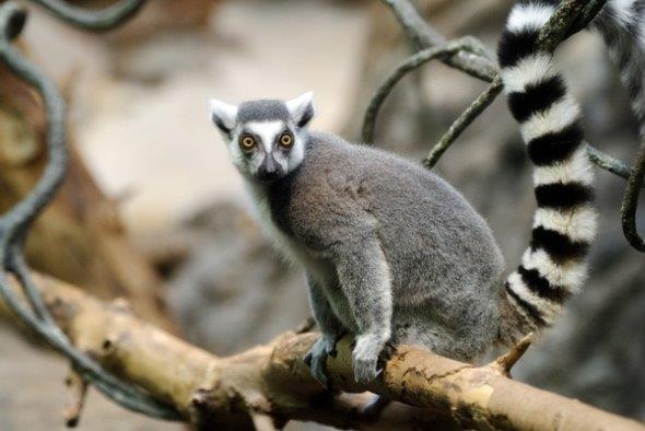 A ring-tailed lemur.