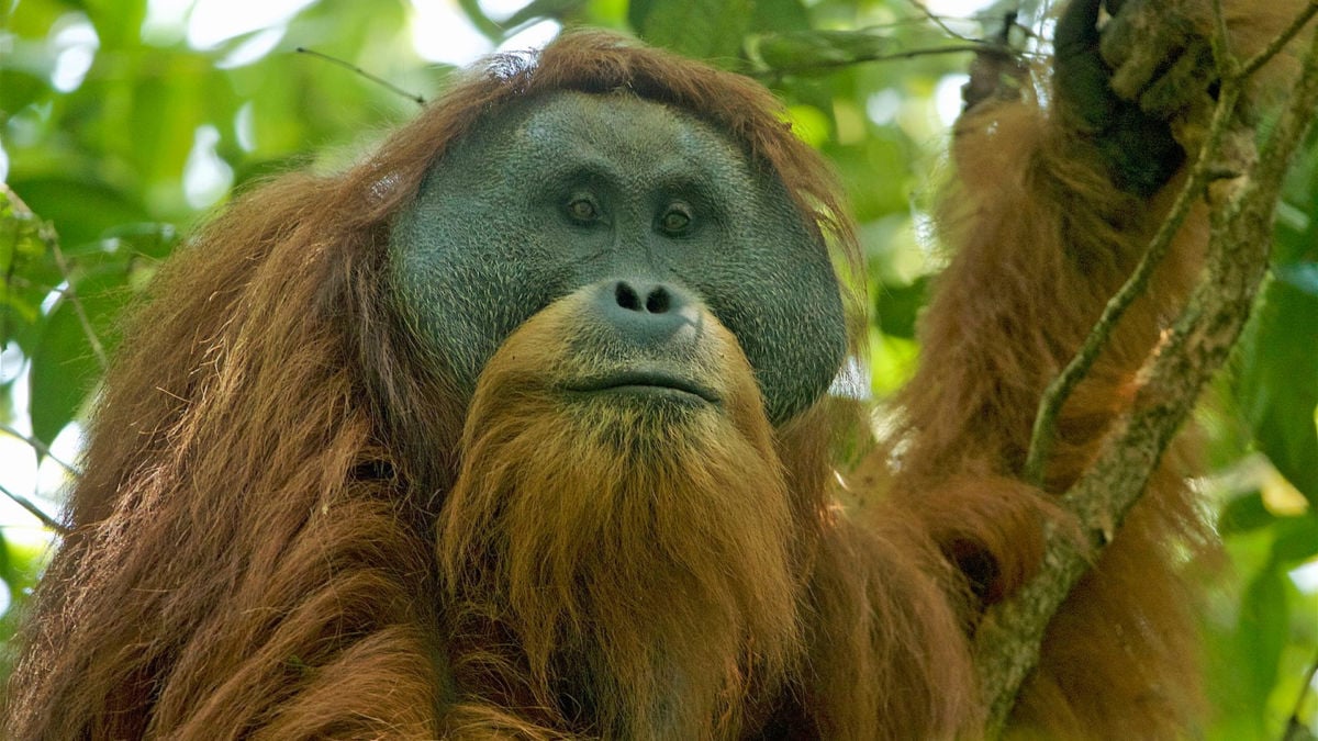 The Tapanuli orangutan could go extinct this year.